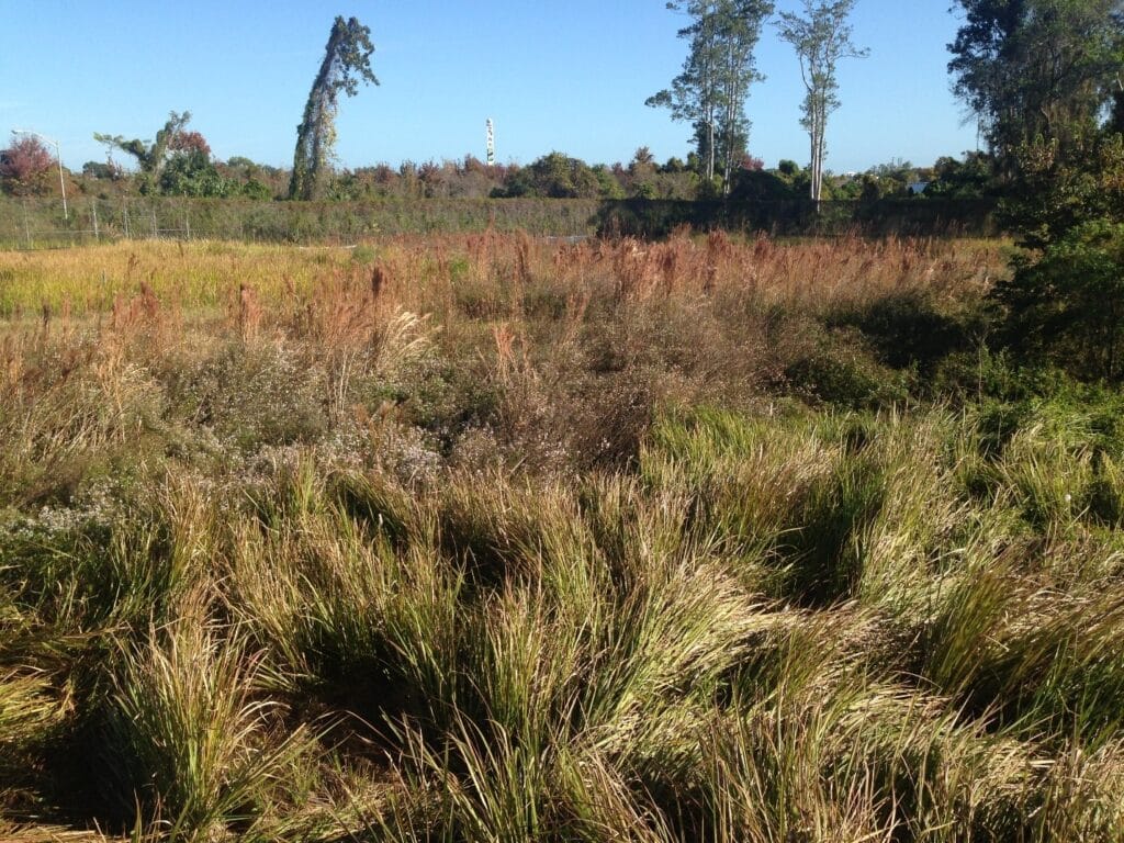 empty lots with overgrown vegetation